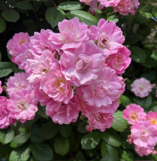 おはようございます☀｜写メ日記｜里田｜鶯谷 人妻デリヘル 熟らぶ