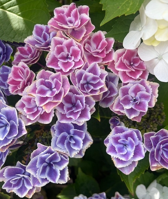 おはようございます☀｜写メ日記｜里田｜鶯谷 人妻デリヘル 熟らぶ