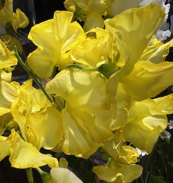 おはようございます☀️｜写メ日記｜里田｜鶯谷 人妻デリヘル 熟らぶ