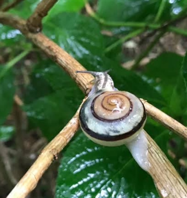 見つけた！