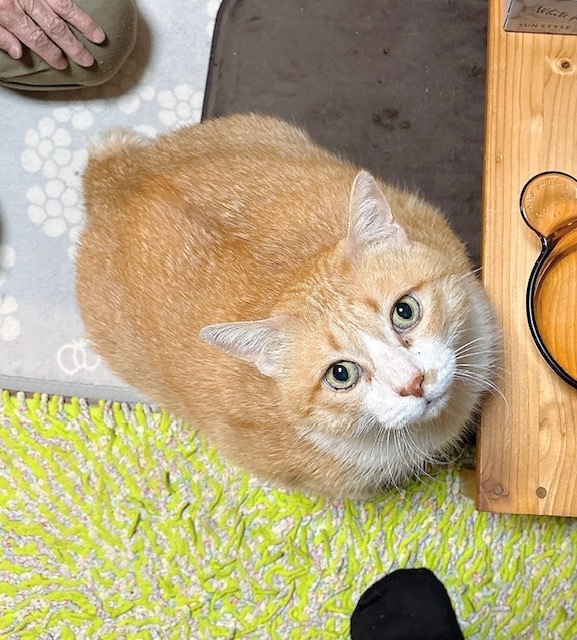 ダイエット(⌒-⌒; )