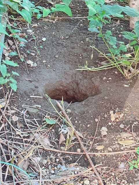 モグラ？？｜写メ日記｜丸山｜鶯谷 人妻デリヘル 熟らぶ