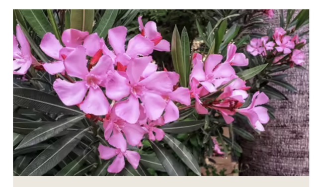 毒花😱💐✨｜写メ日記｜丸山｜鶯谷 人妻デリヘル 熟らぶ