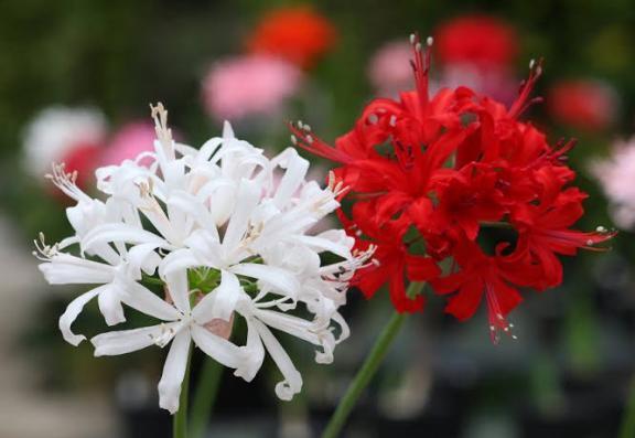 7年に1度の御柱祭な紳士様へお礼です