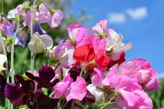 ストップ高投資家紳士様へです｜写メ日記｜◆あさみ｜錦糸町・小岩・葛西 一般デリヘル マダム錦糸町