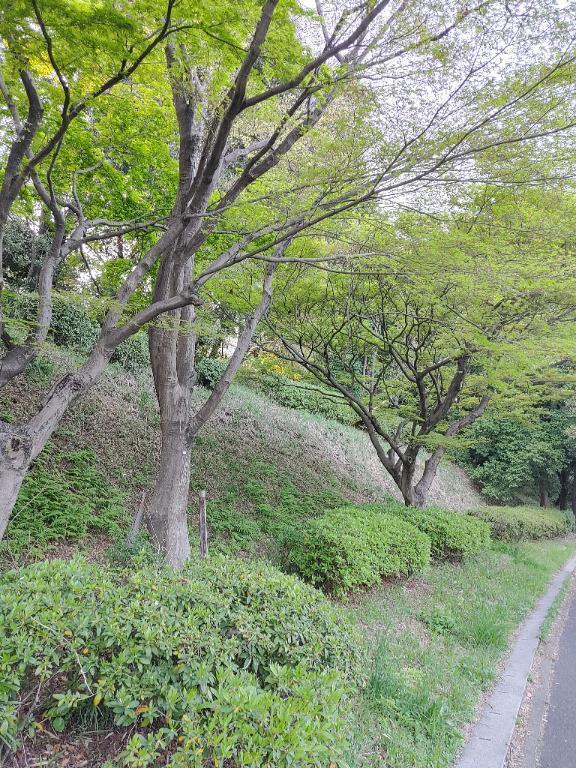 おはようございます｜写メ日記｜みどり｜錦糸町・小岩・葛西 一般デリヘル マダム錦糸町