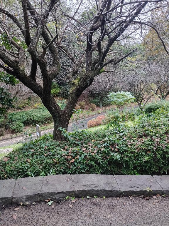 おはようございます｜写メ日記｜みどり｜錦糸町・小岩・葛西 一般デリヘル マダム錦糸町