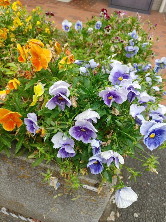 おはようございます｜写メ日記｜みどり｜錦糸町・小岩・葛西 一般デリヘル マダム錦糸町