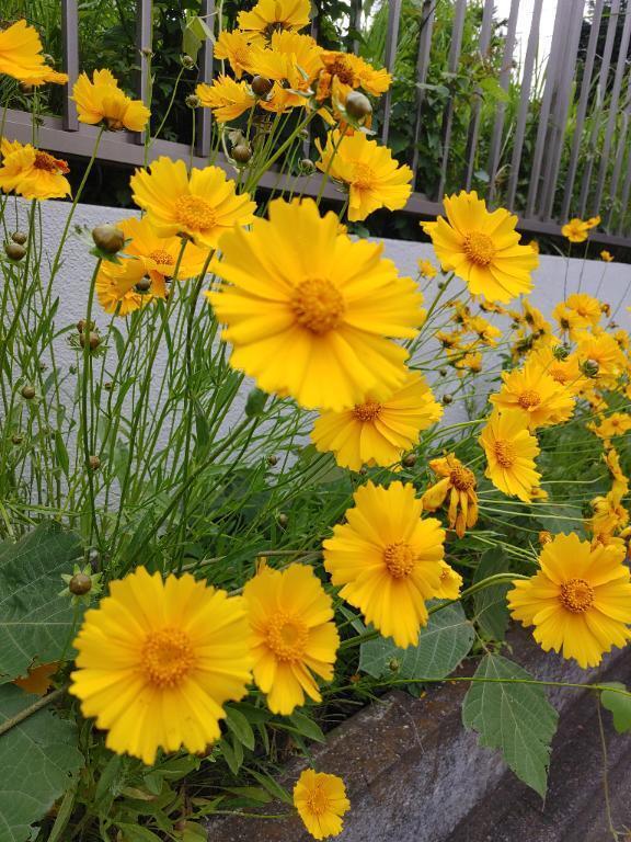 おはようございます｜写メ日記｜みどり｜錦糸町・小岩・葛西 一般デリヘル マダム錦糸町