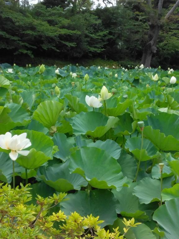 ぴえーんと言うか、お馬鹿な私｜写メ日記｜さちえ｜錦糸町・小岩・葛西 一般デリヘル マダム錦糸町