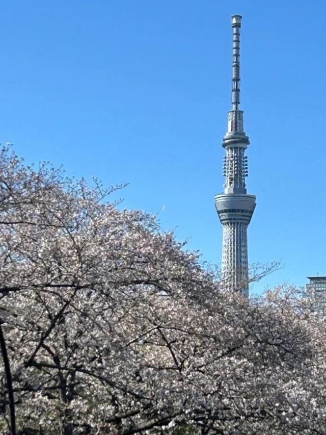 桜吹雪も綺麗ですね🌸｜写メ日記｜なつみ｜錦糸町・小岩・葛西 一般デリヘル マダム錦糸町