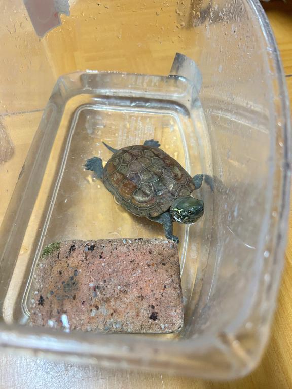 カメ｜写メ日記｜アン｜錦糸町・小岩・葛西 一般デリヘル マダム錦糸町