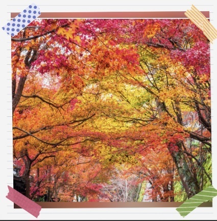 紅葉｜写メ日記｜小森｜大塚・巣鴨 人妻デリヘル 極上でエッチな人妻