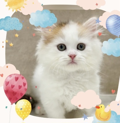 師走｜写メ日記｜小森｜大塚・巣鴨 人妻デリヘル 極上でエッチな人妻