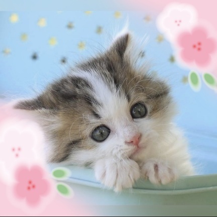 寒〜い｜写メ日記｜小森｜大塚・巣鴨 人妻デリヘル 極上でエッチな人妻