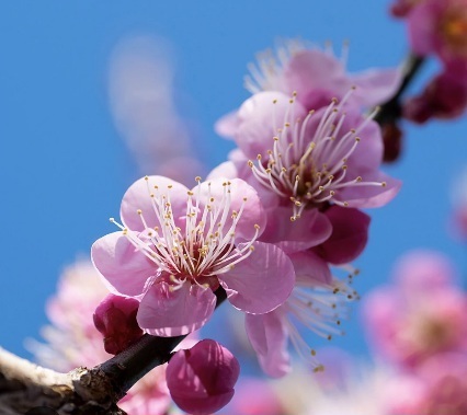 『梅見月』｜写メ日記｜小森｜大塚・巣鴨 人妻デリヘル 極上でエッチな人妻
