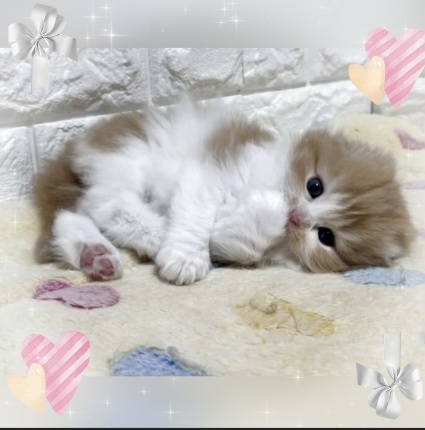 あの…｜写メ日記｜小森｜大塚・巣鴨 人妻デリヘル 極上でエッチな人妻