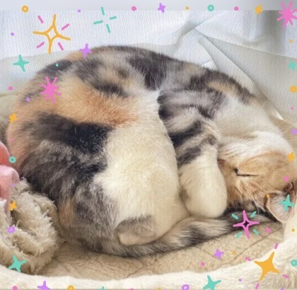 生姜パウダー｜写メ日記｜小森｜大塚・巣鴨 人妻デリヘル 極上でエッチな人妻