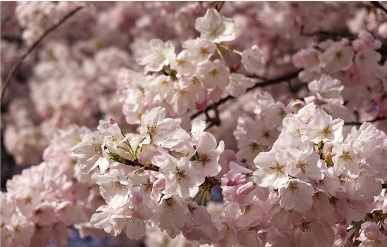 桜も…｜写メ日記｜小森｜大塚・巣鴨 人妻デリヘル 極上でエッチな人妻