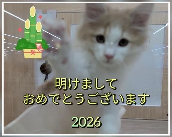 明けましておめでとうございます🎍｜写メ日記｜杉山(すぎやま)｜恵比寿・目黒 人妻デリヘル 熟女出逢い会『百合の園』目黒店