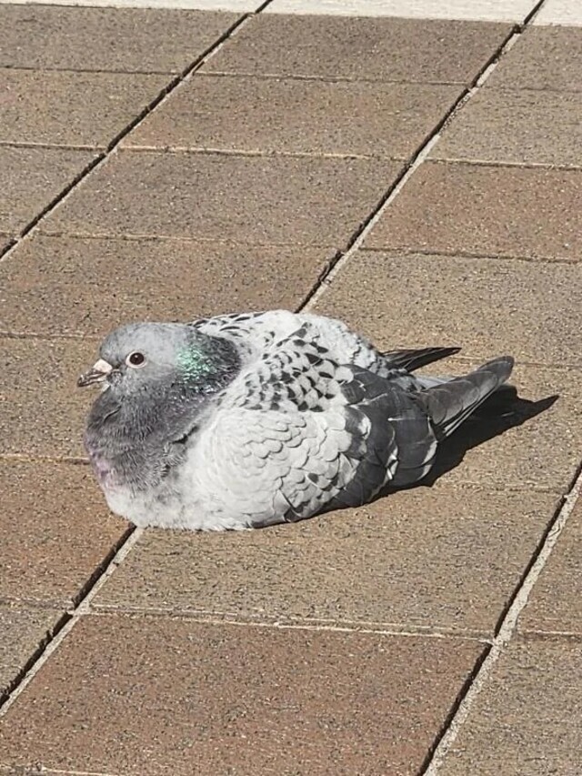 今日も１日お疲れ様でした💕｜写メ日記｜美宙(みひろ)｜恵比寿・目黒 人妻デリヘル 熟女出逢い会『百合の園』目黒店