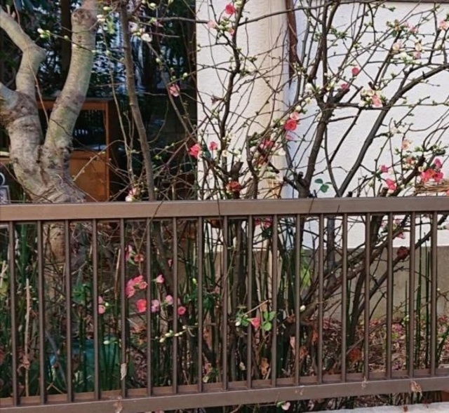 雀かと思ったら🐥｜写メ日記｜萌絵(もえ)｜恵比寿・目黒 人妻デリヘル 熟女出逢い会『百合の園』目黒店