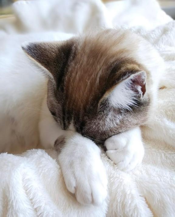 ごめんなさい｜写メ日記｜丘咲(おかざき)｜恵比寿・目黒 人妻デリヘル 熟女出逢い会『百合の園』目黒店