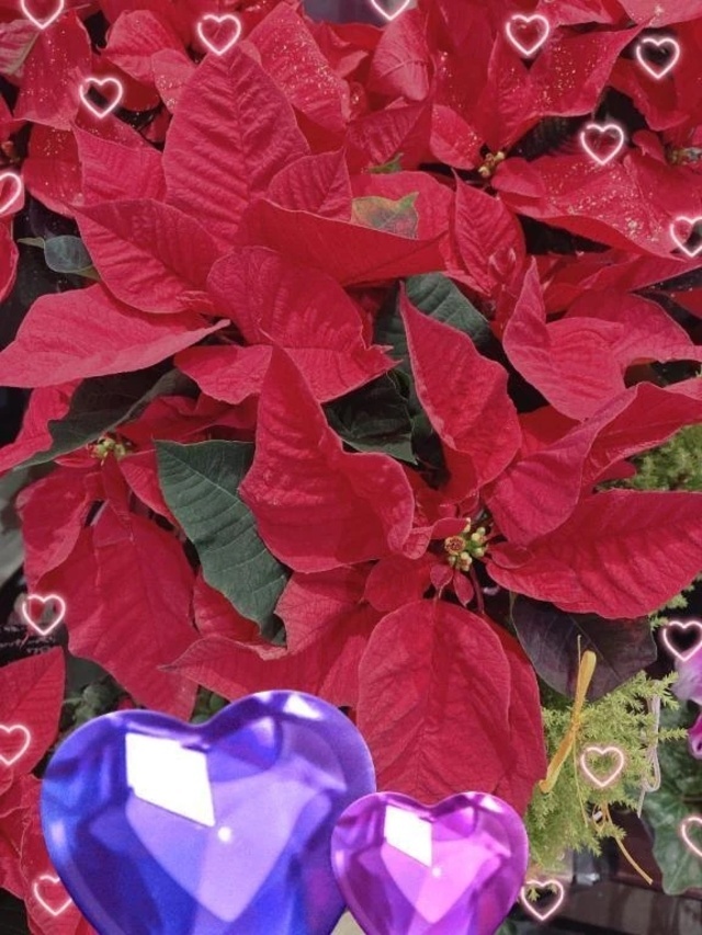 寒いですね｜写メ日記｜宮岡(みやおか)｜恵比寿・目黒 人妻デリヘル 熟女出逢い会『百合の園』目黒店