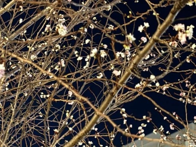 【えっ】　さくら⁉️｜写メ日記｜広沢(ひろさわ)｜恵比寿・目黒 人妻デリヘル 熟女出逢い会『百合の園』目黒店