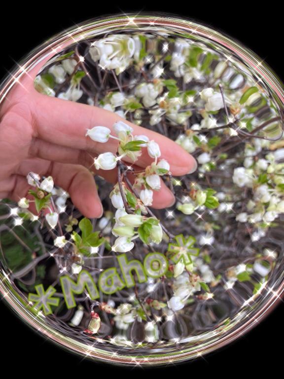 本日は🚃恵比寿🌸発❣️｜写メ日記｜万穂(まほ)｜恵比寿・目黒 人妻デリヘル 熟女出逢い会『百合の園』目黒店