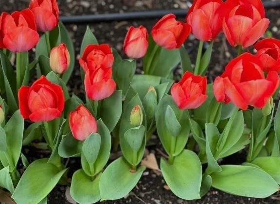 ありがとうございました｜写メ日記｜北条(ほうじょう)｜恵比寿・目黒 人妻デリヘル 熟女出逢い会『百合の園』目黒店