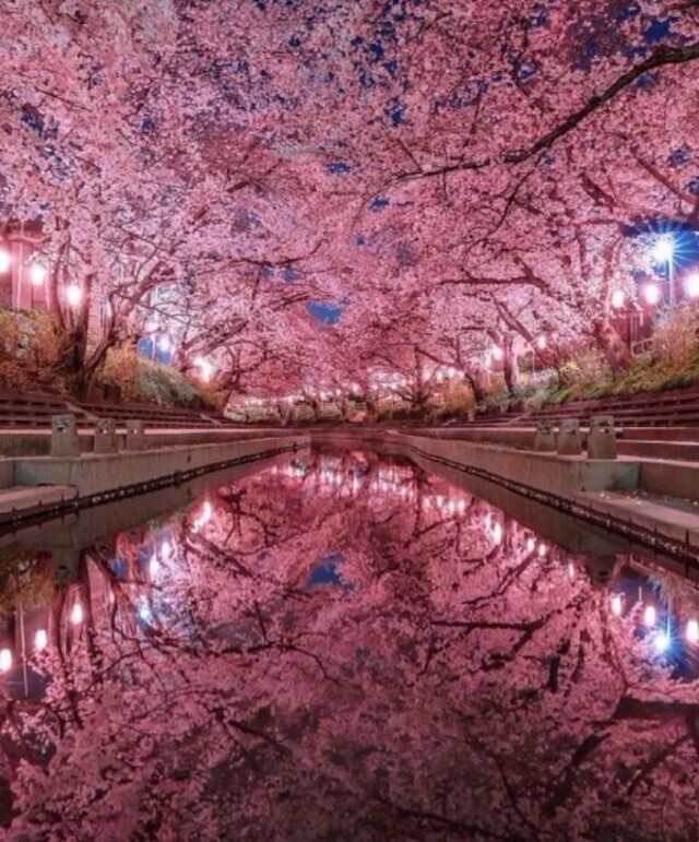 桜🌸｜写メ日記｜倉田(くらた)｜恵比寿・目黒 人妻デリヘル 熟女出逢い会『百合の園』目黒店