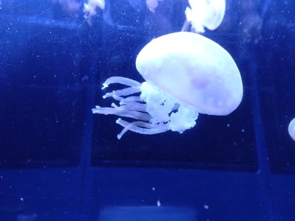 初出勤に来てくれてありがとうございました。｜写メ日記｜久間坂(くまさか)｜恵比寿・目黒 人妻デリヘル 熟女出逢い会『百合の園』目黒店