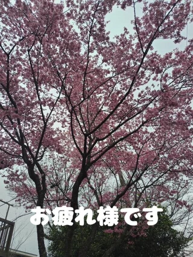 春近し🌸｜写メ日記｜高塚(こうつか)｜恵比寿・目黒 人妻デリヘル 熟女出逢い会『百合の園』目黒店