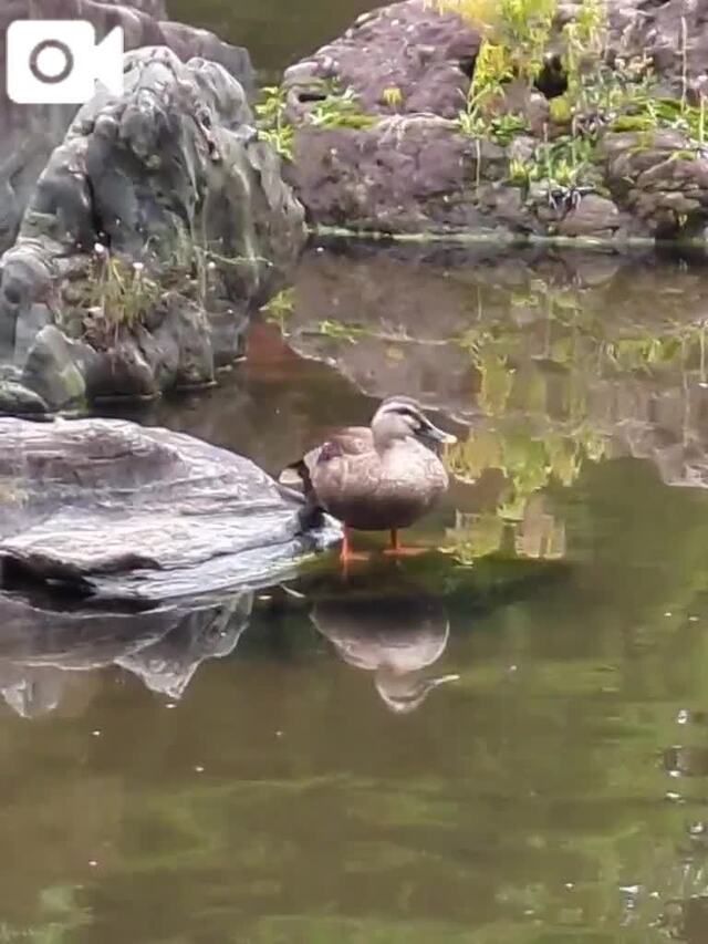 落ち込む🍀｜写メ日記｜みほ｜中野・吉祥寺 人妻デリヘル 吉祥寺おかあさん