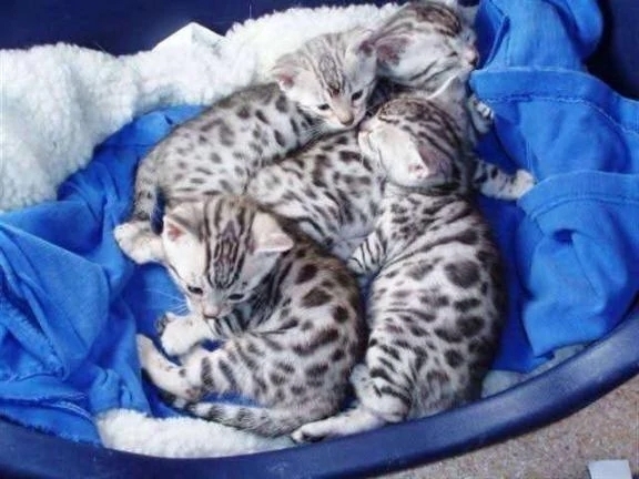 おやすみなさい…｜写メ日記｜そのみ｜中野・吉祥寺 人妻デリヘル 吉祥寺おかあさん