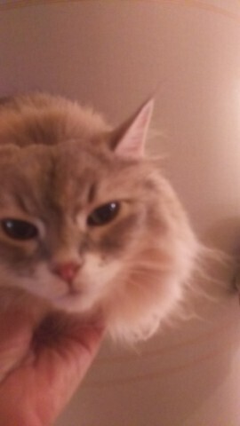 ごめんなさいお休みです｜写メ日記｜藤崎 ゆりな｜大塚・巣鴨 人妻デリヘル こあくまな人妻・熟女たち大塚店(KOAKUMAグループ)