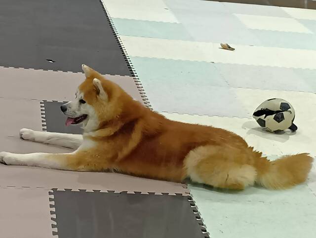 カワユイ｜写メ日記｜樹（いつき）｜鶯谷 人妻デリヘル 奥様は痴女