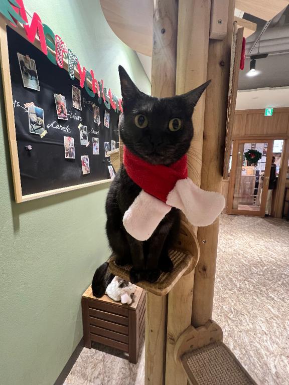 出勤してるよ｜写メ日記｜りりこ｜大塚・巣鴨 一般デリヘル 大塚デリ姫