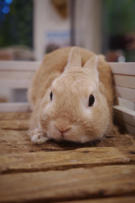 出勤中｜写メ日記｜ゆずは｜大塚・巣鴨 一般デリヘル 大塚デリ姫