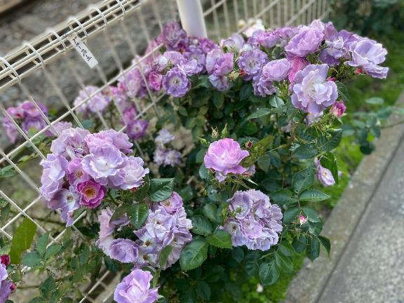 よろしくです｜写メ日記｜わこ｜大塚・巣鴨 一般デリヘル 大塚デリ姫