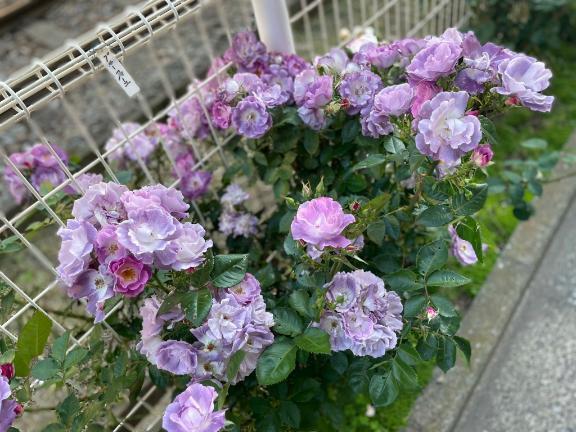 とてもとても｜写メ日記｜わこ｜大塚・巣鴨 一般デリヘル 大塚デリ姫