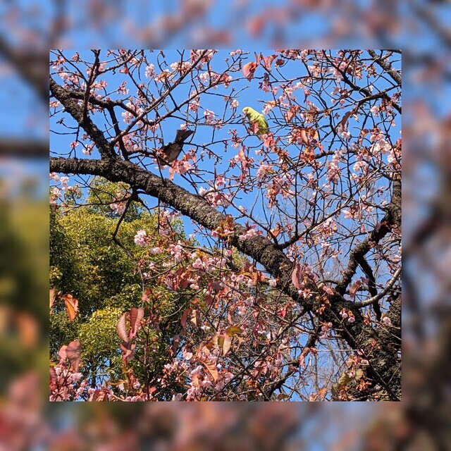 もうすぐ春ですねぇ〜♪