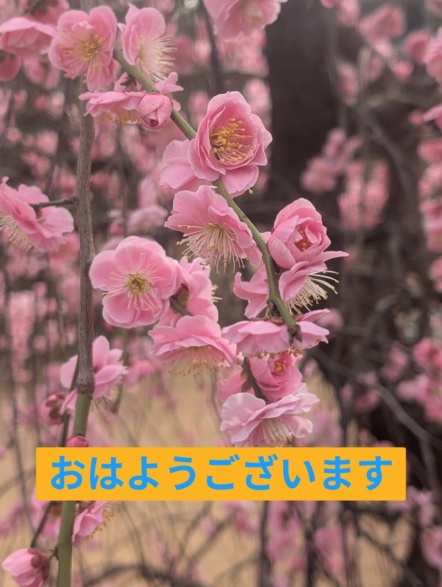 三連休２日目｜写メ日記｜寺井｜鶯谷 人妻デリヘル ベニバナ