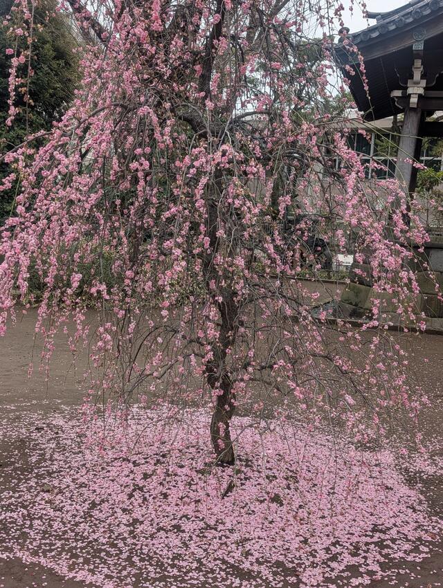 2月も明日まで｜写メ日記｜寺井｜鶯谷 人妻デリヘル ベニバナ