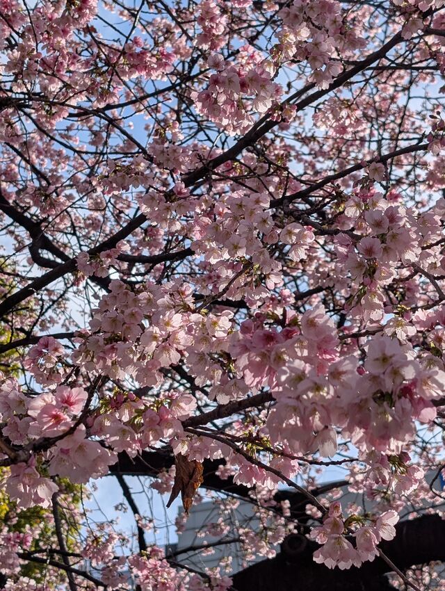 桜咲く｜写メ日記｜寺井｜鶯谷 人妻デリヘル ベニバナ