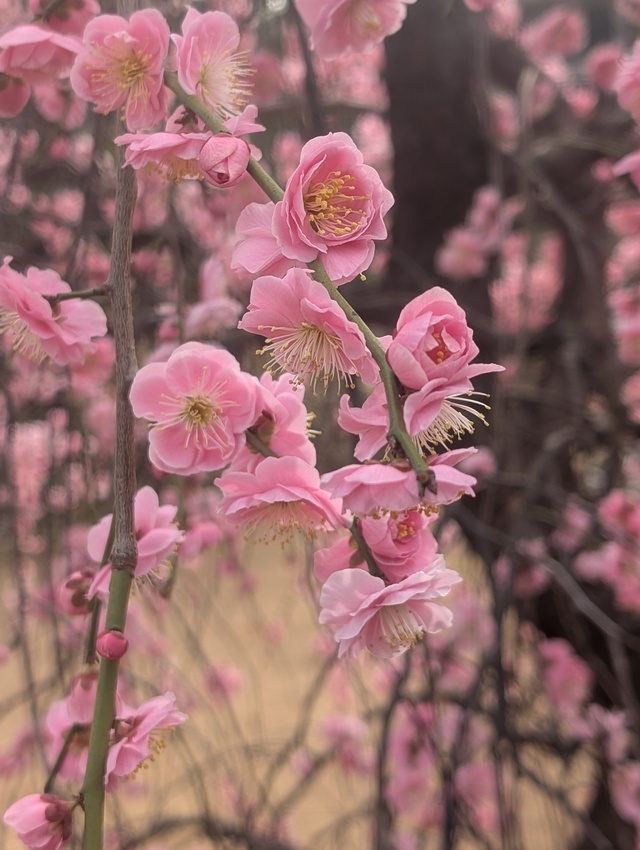 2月最終日｜写メ日記｜寺井｜鶯谷 人妻デリヘル ベニバナ