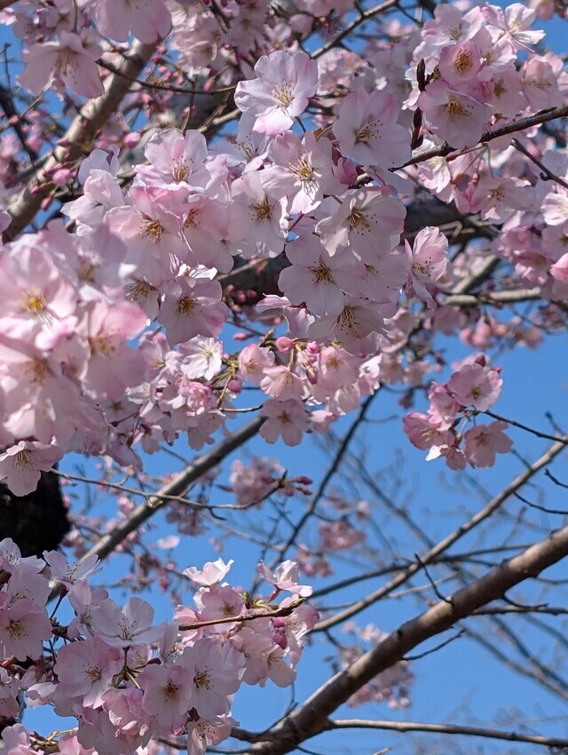 3連休最終日〜｜写メ日記｜寺井｜鶯谷 人妻デリヘル ベニバナ