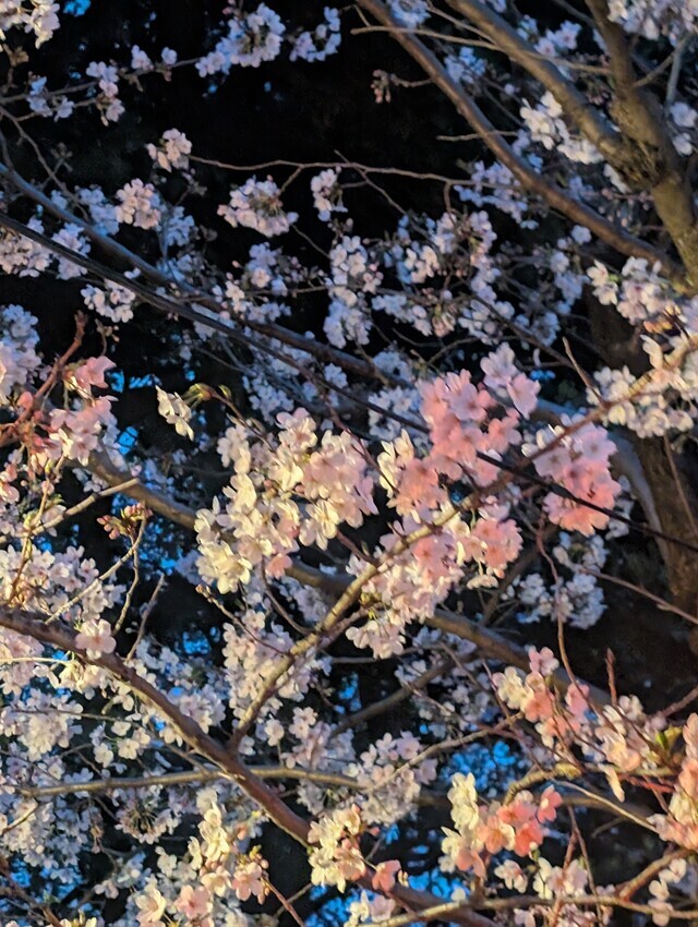 土日います｜写メ日記｜寺井｜鶯谷 人妻デリヘル ベニバナ