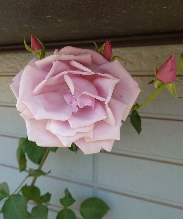 いよいよ｜写メ日記｜神田｜鶯谷 人妻デリヘル ベニバナ